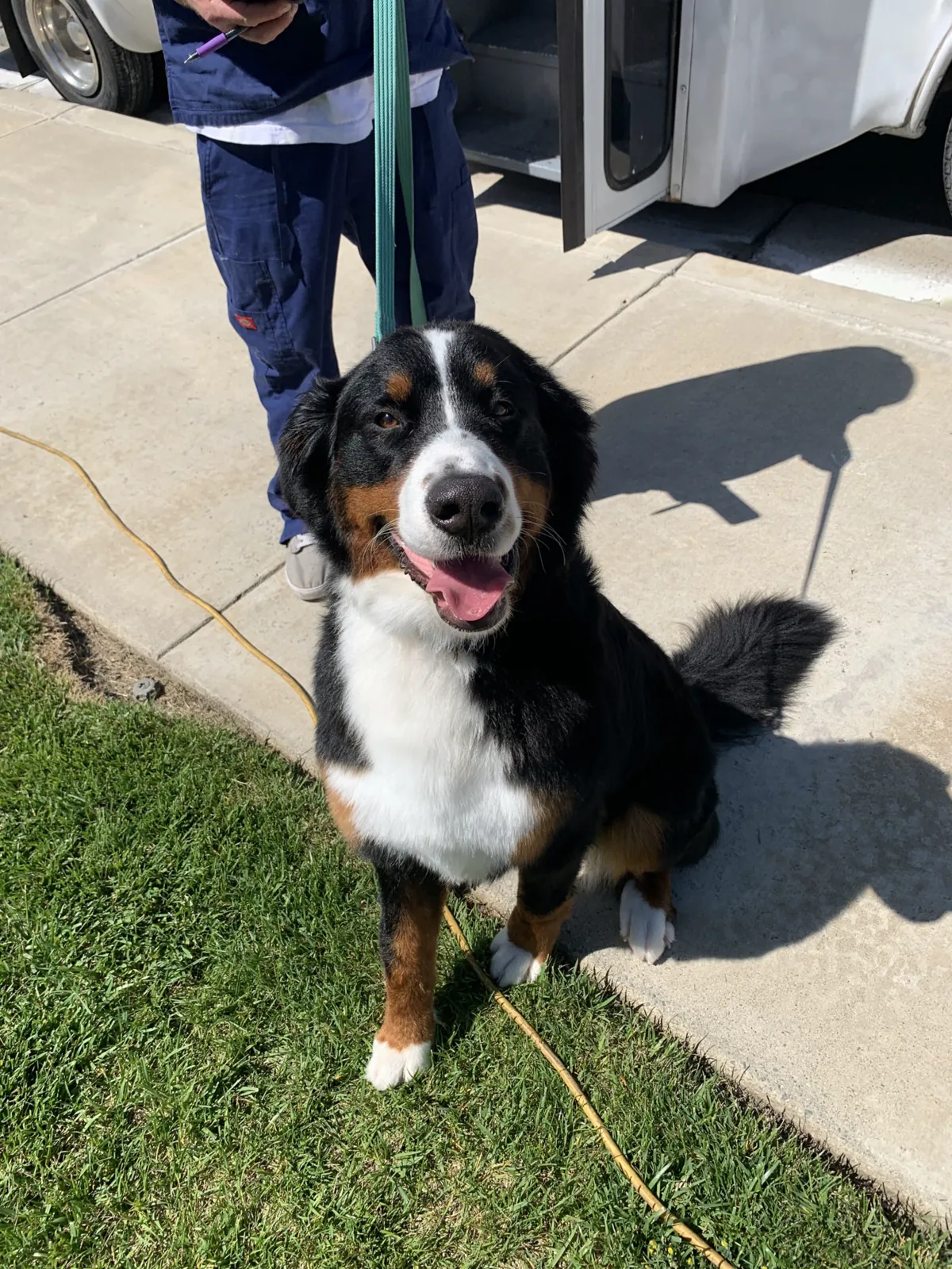 Freshly groomed Bernese Mountain Dog sitting outside