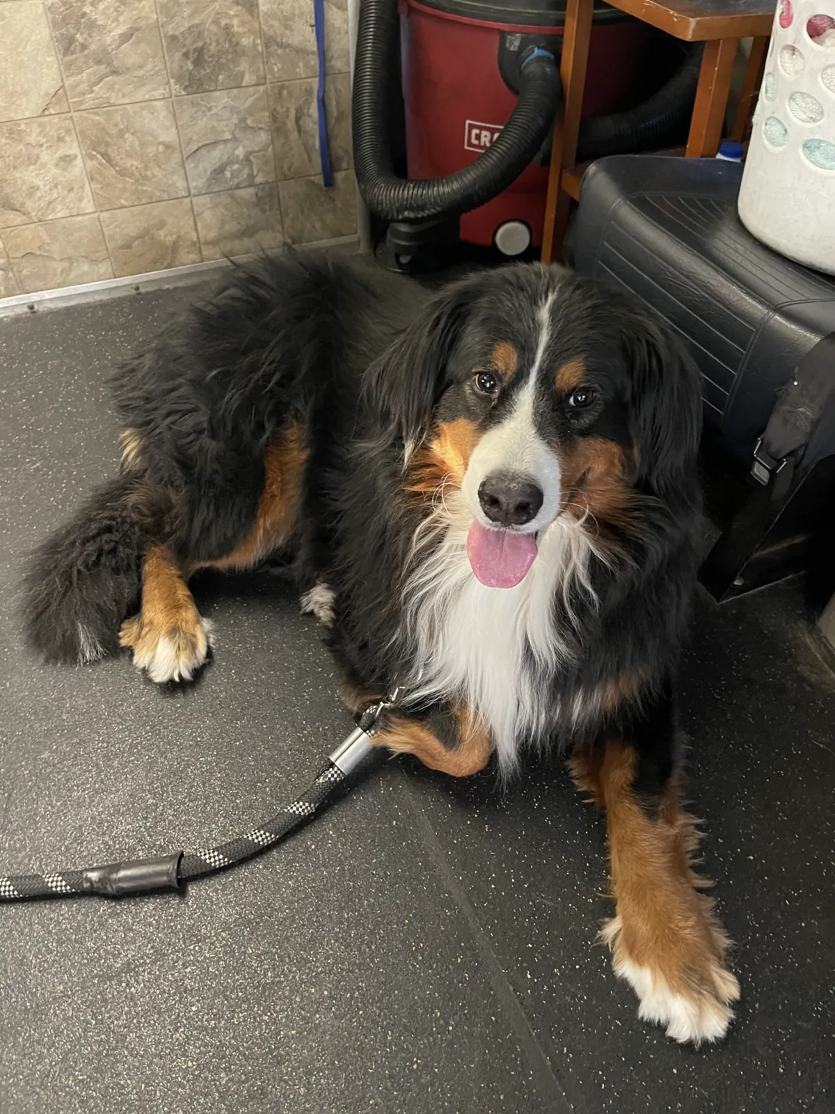 Bernese Mountain Dog relaxing after grooming