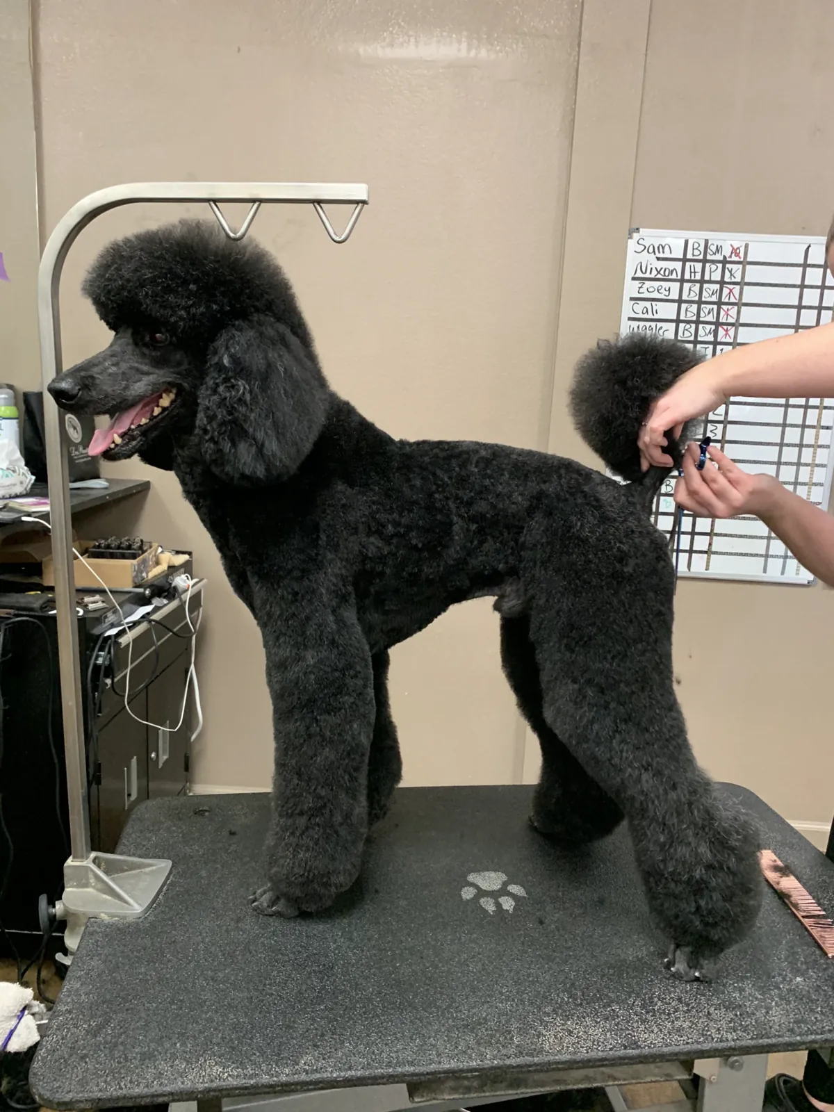 Black Standard Poodle standing after a shaped groom