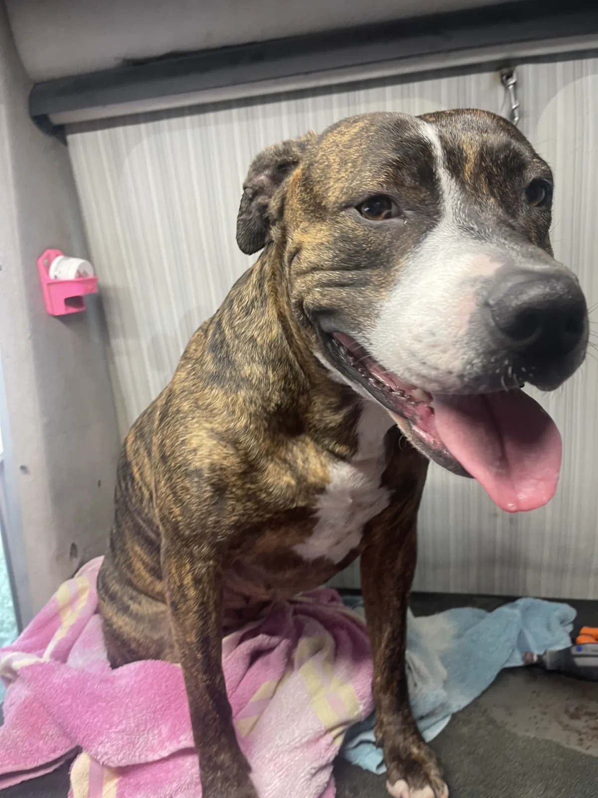 Brindle dog smiling during a bath in the mobile salon