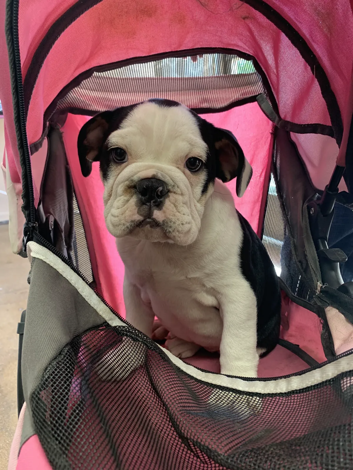 Black and white Bulldog puppy sitting in a pet stroller