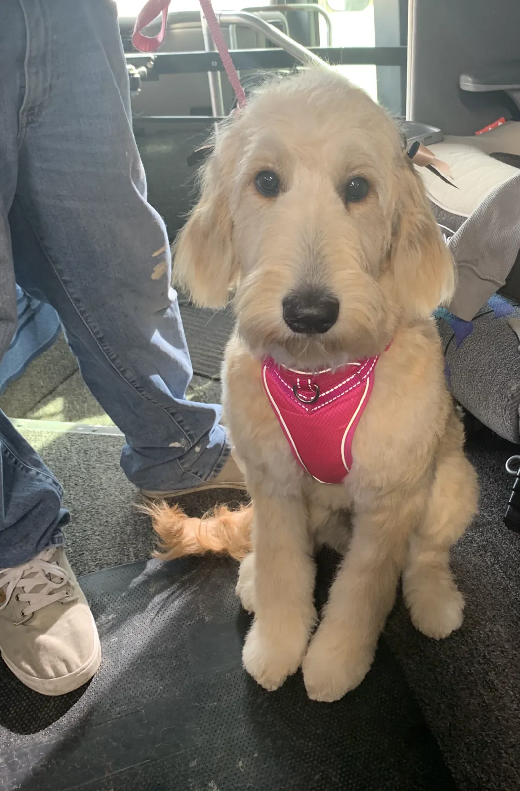 Cream doodle sitting after a fresh haircut