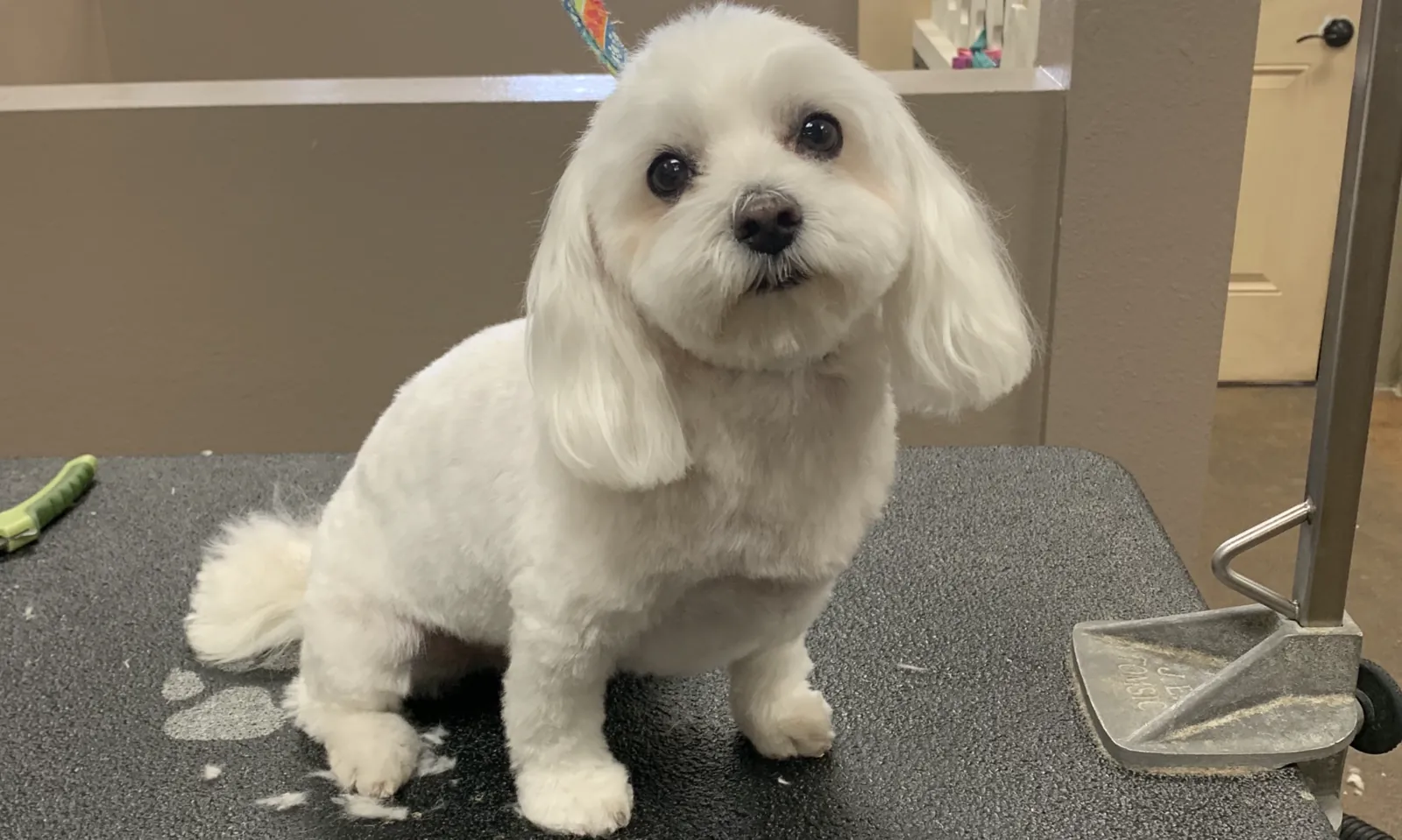 Fluffy white dog standing after grooming