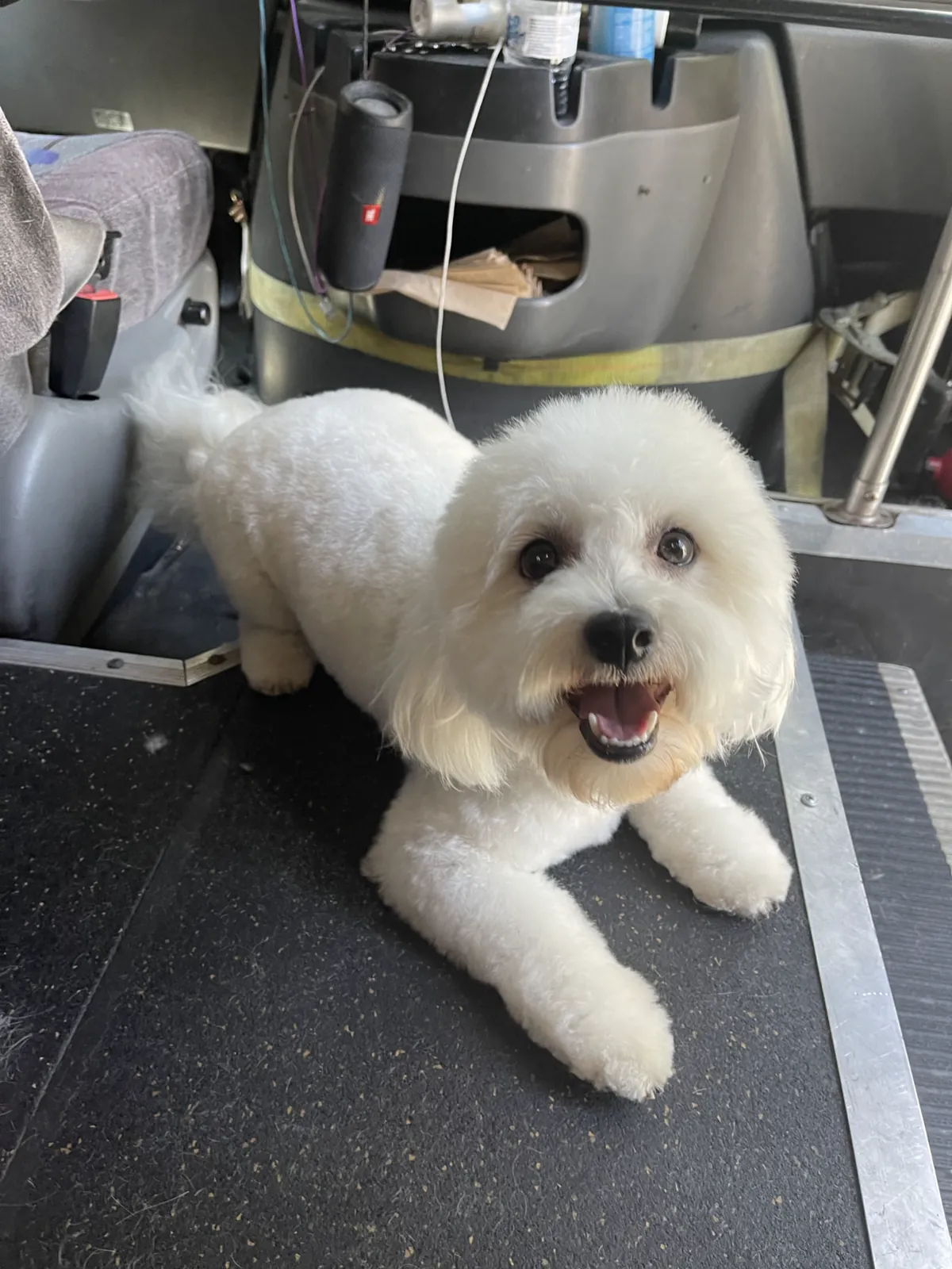 Fluffy white dog smiling after a mobile grooming visit