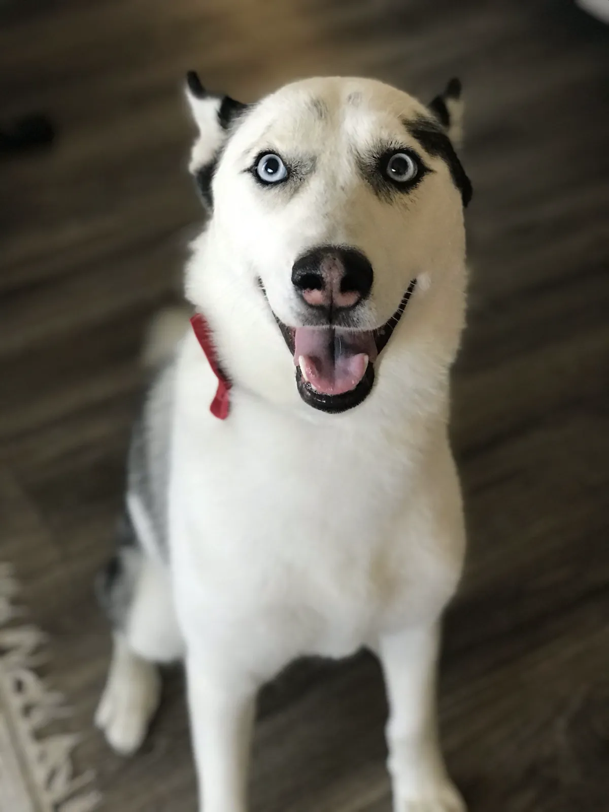 Happy Husky sitting after a fresh groom