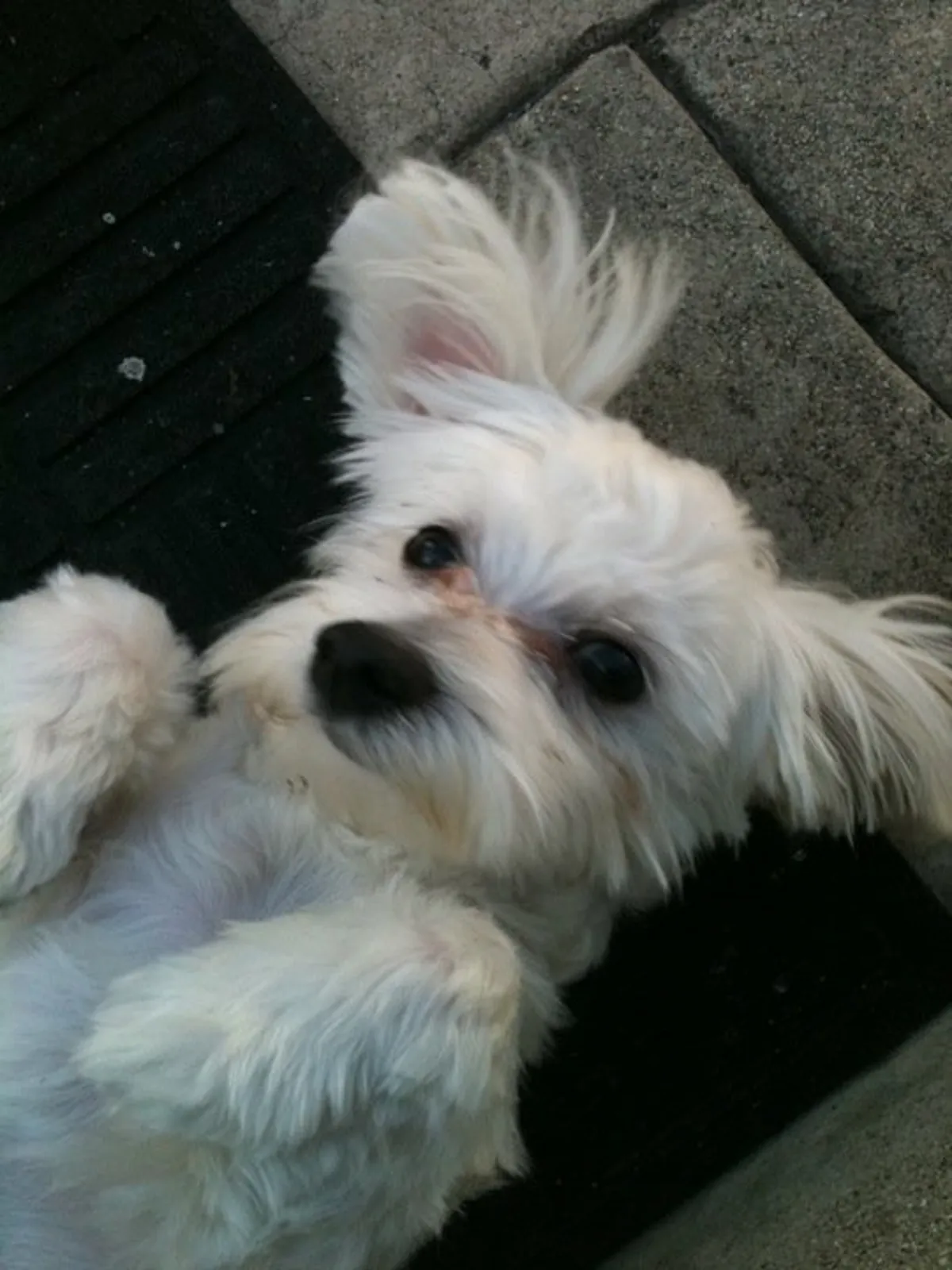Freshly groomed small white terrier looking up at the camera