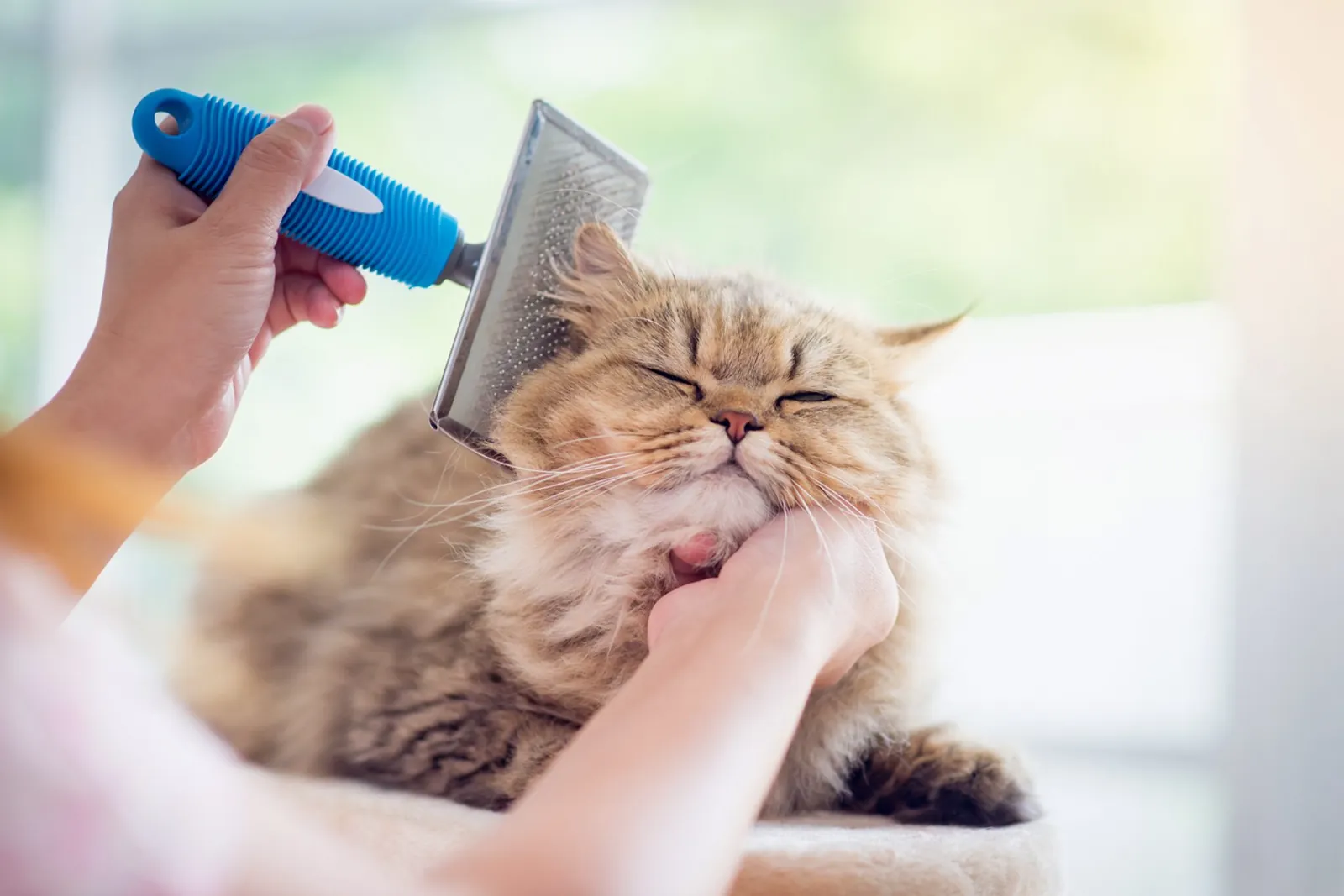 Orange tabby cat receiving gentle brushing
