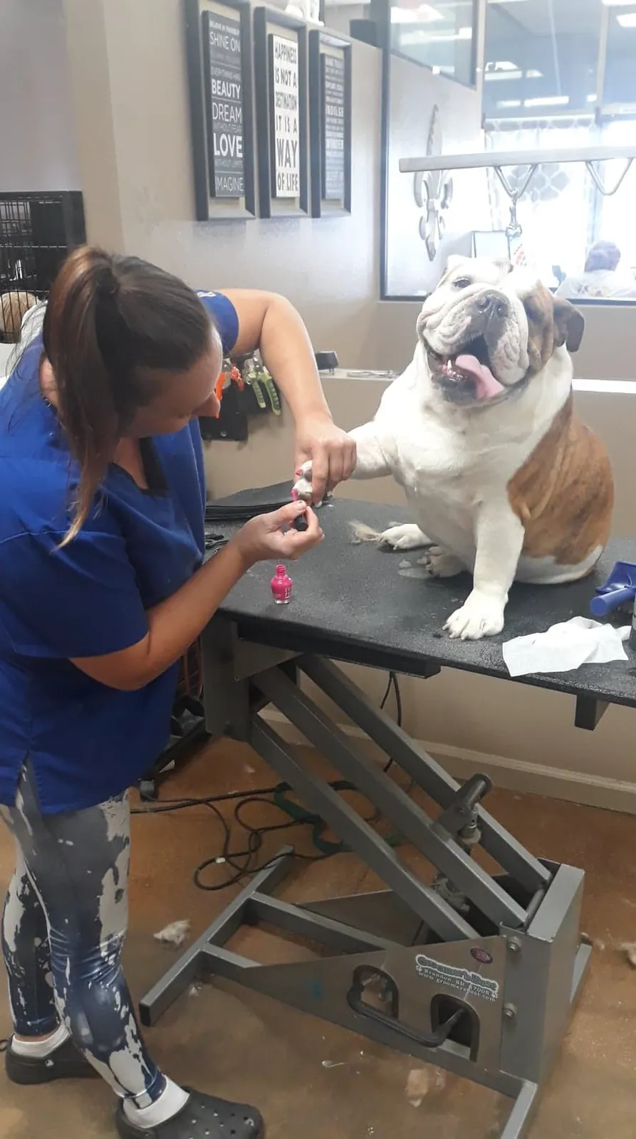 Groomer giving gentle finishing touches to a small white dog