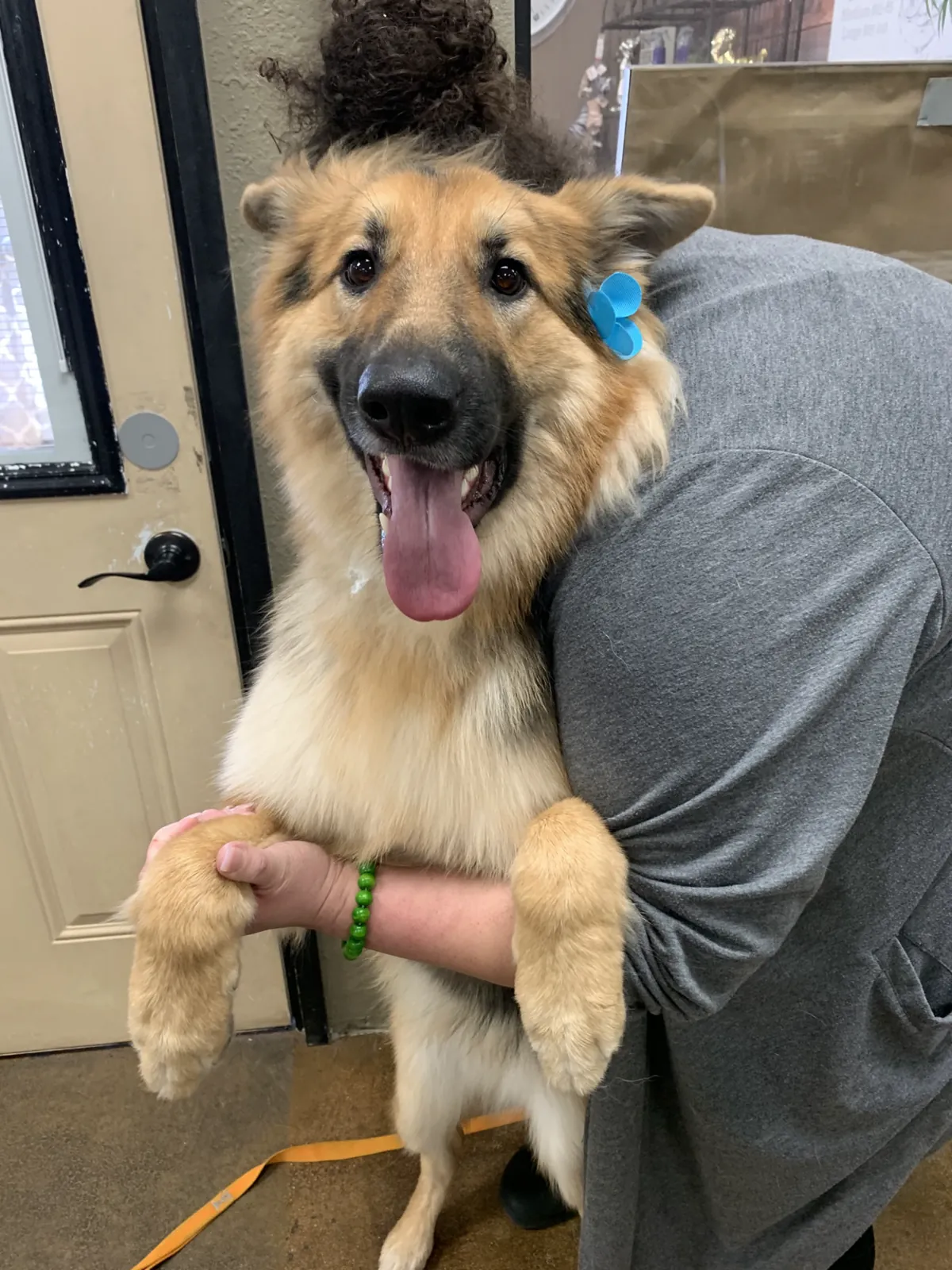 Happy German Shepherd wearing a blue grooming bow