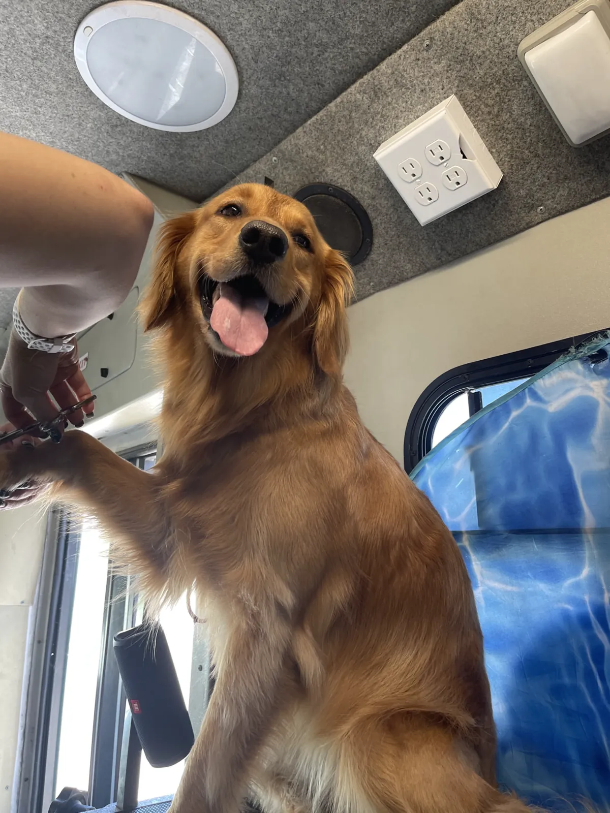 Golden Retriever receiving careful paw grooming