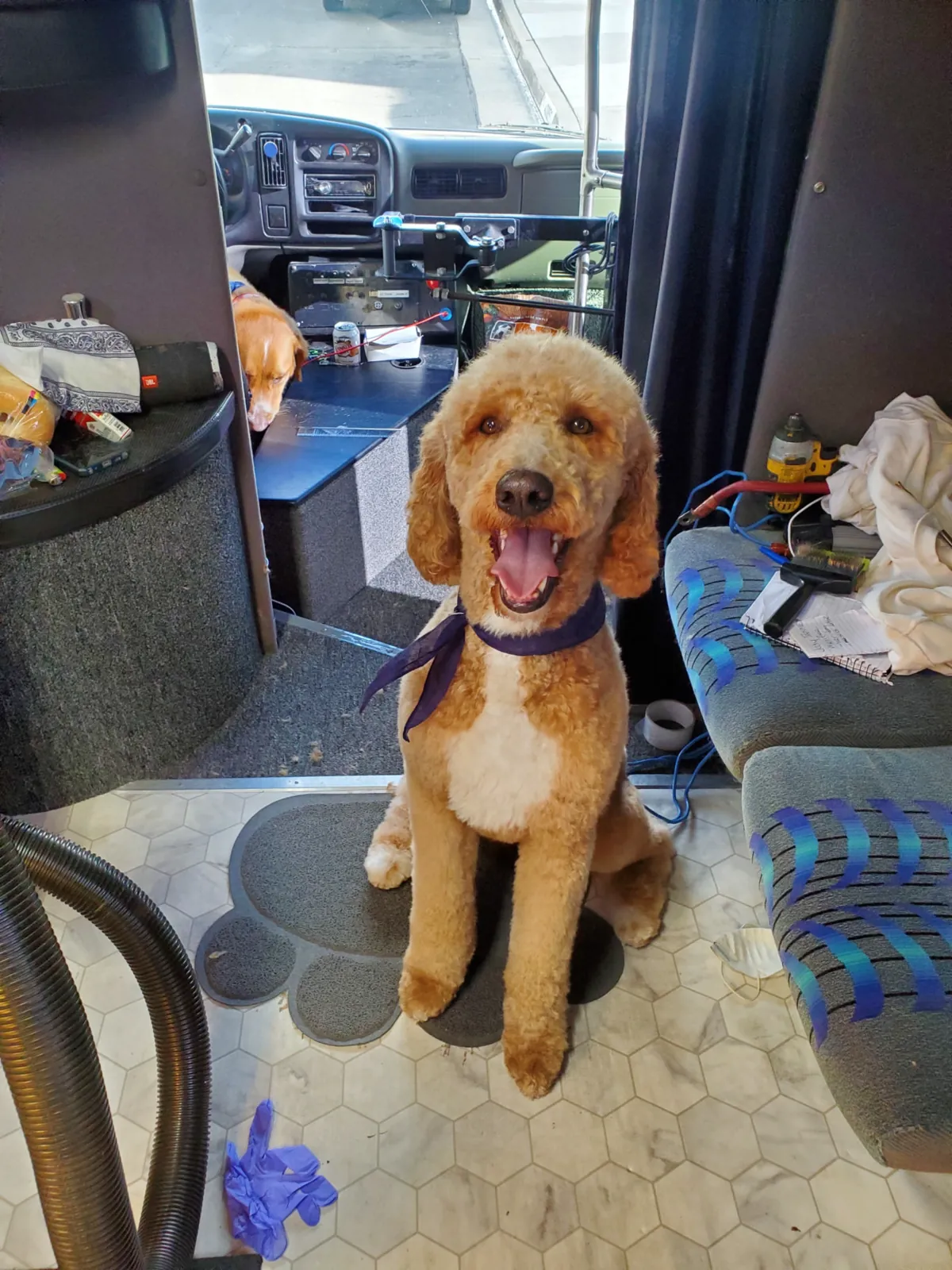 Smiling Goldendoodle after a fresh haircut