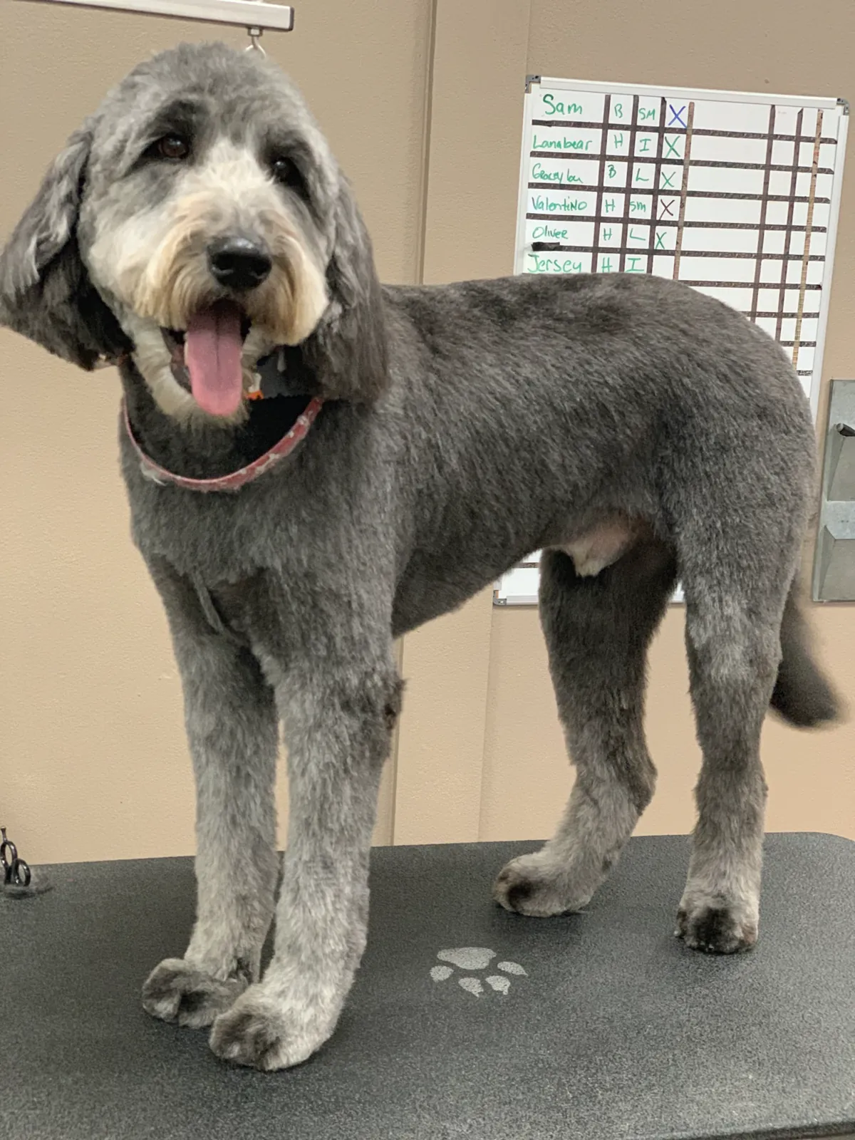 Large gray doodle standing after a fresh haircut