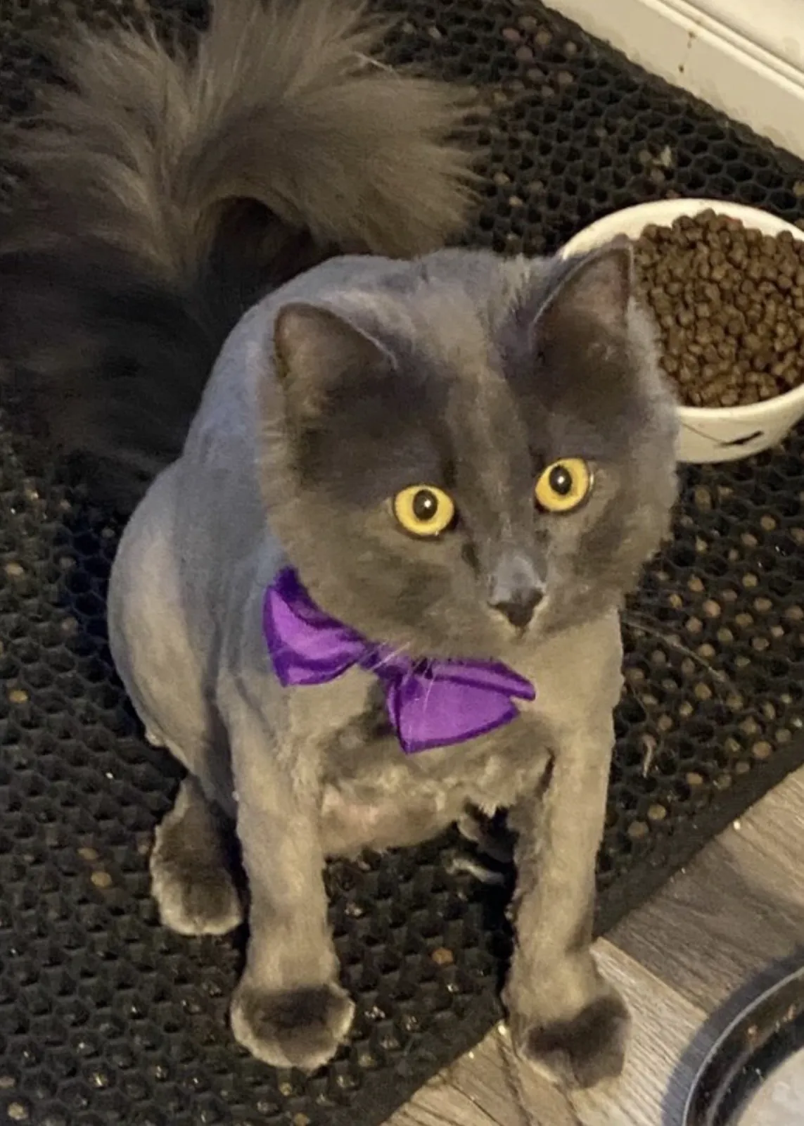 Gray cat sitting calmly after grooming with a purple bow tie