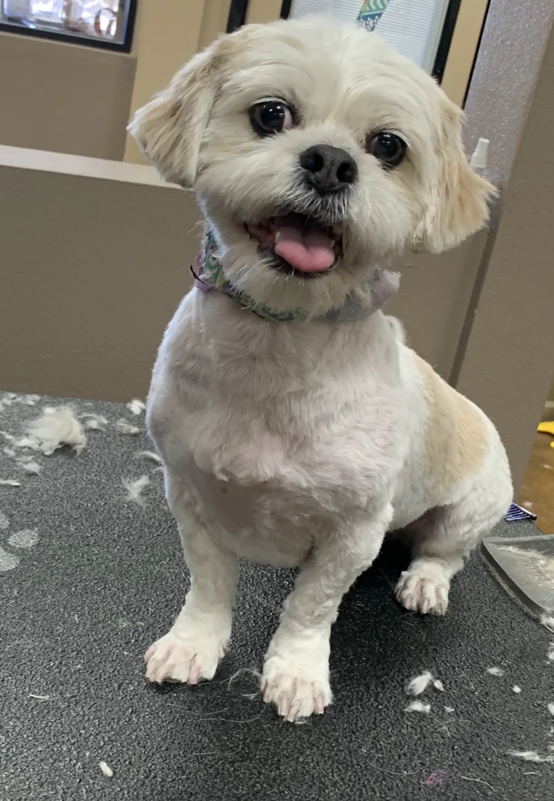 Happy small white dog after grooming