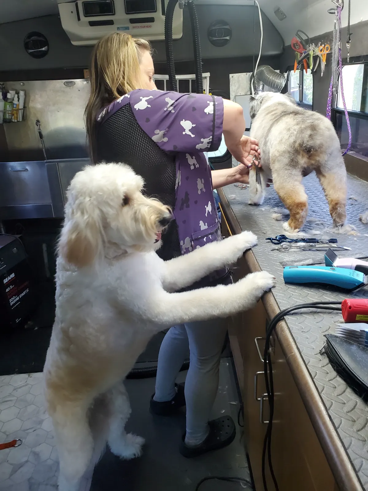 Groomer providing one-on-one care inside the mobile salon