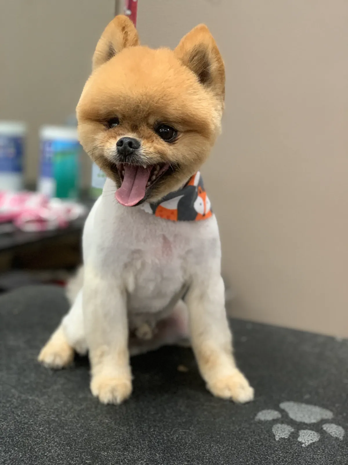 Smiling Pomeranian after a fresh groom
