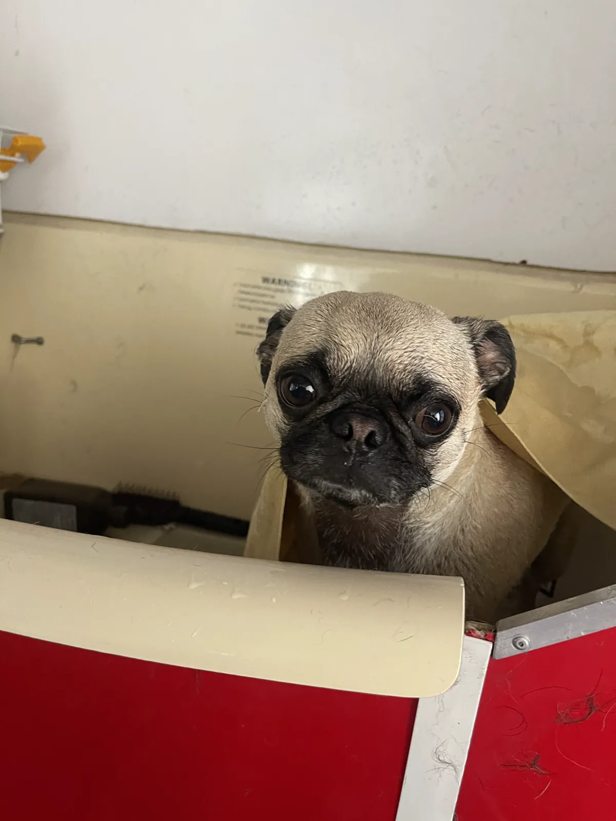 Pug peeking out during bath time