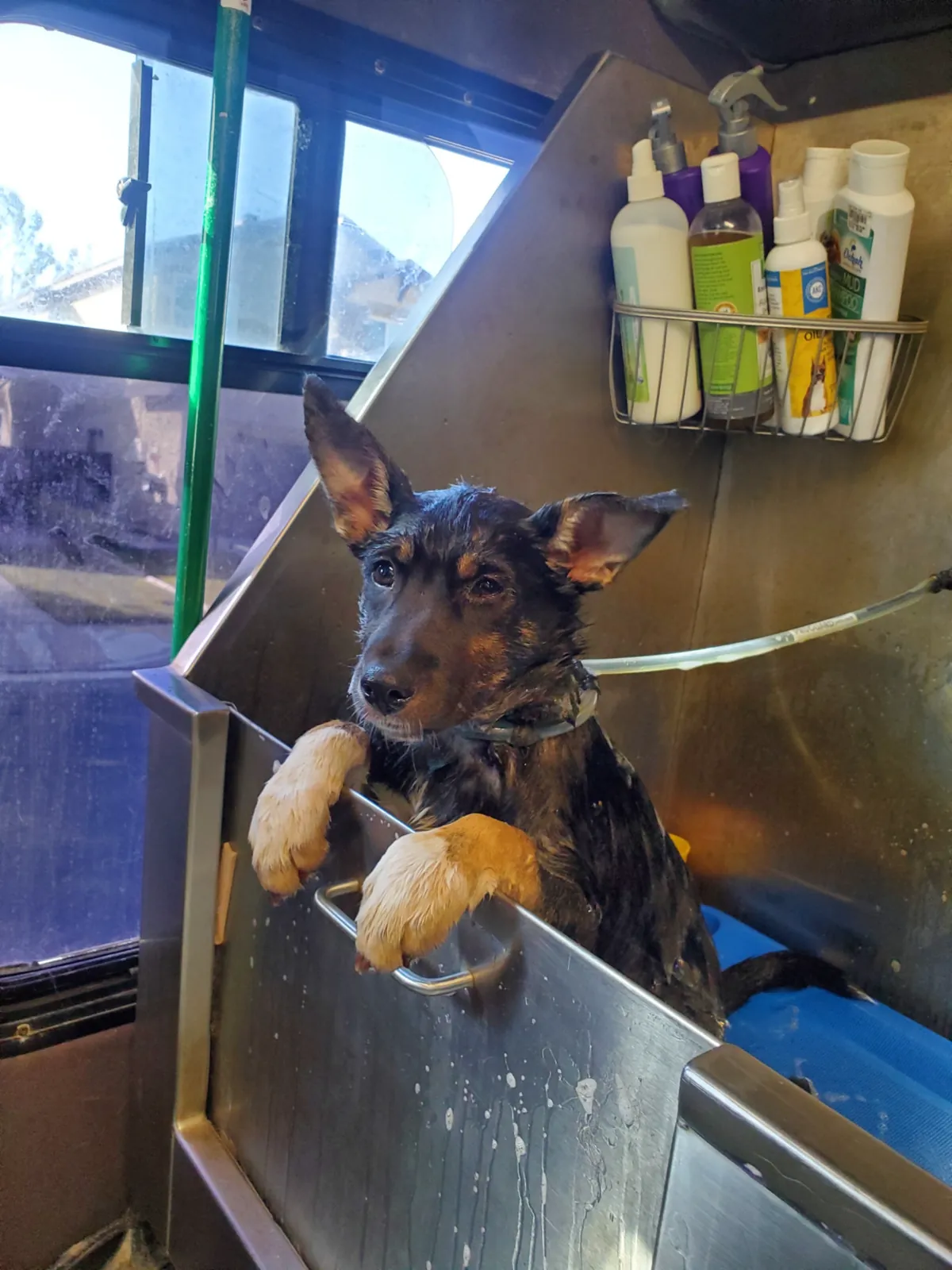 Rottweiler enjoying bath time in a mobile grooming salon