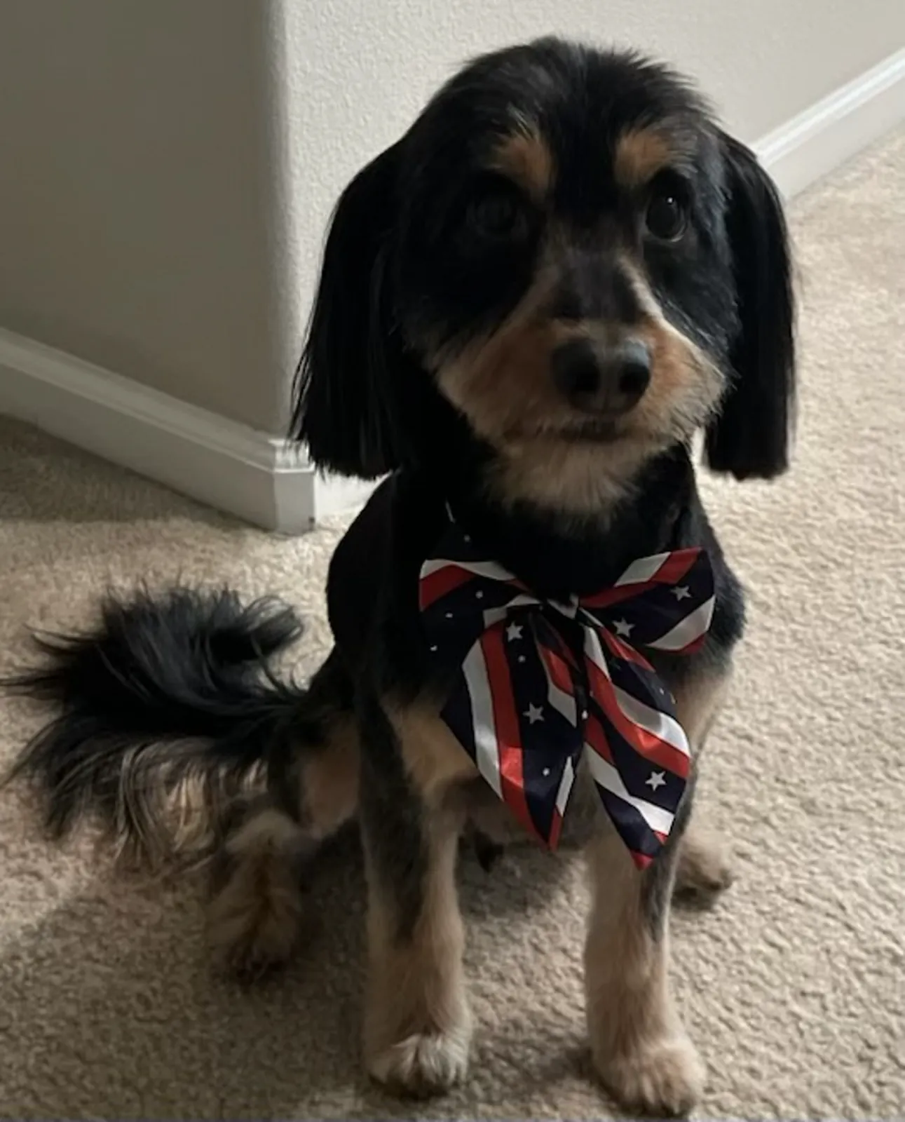 Small black and tan dog after a fresh groom