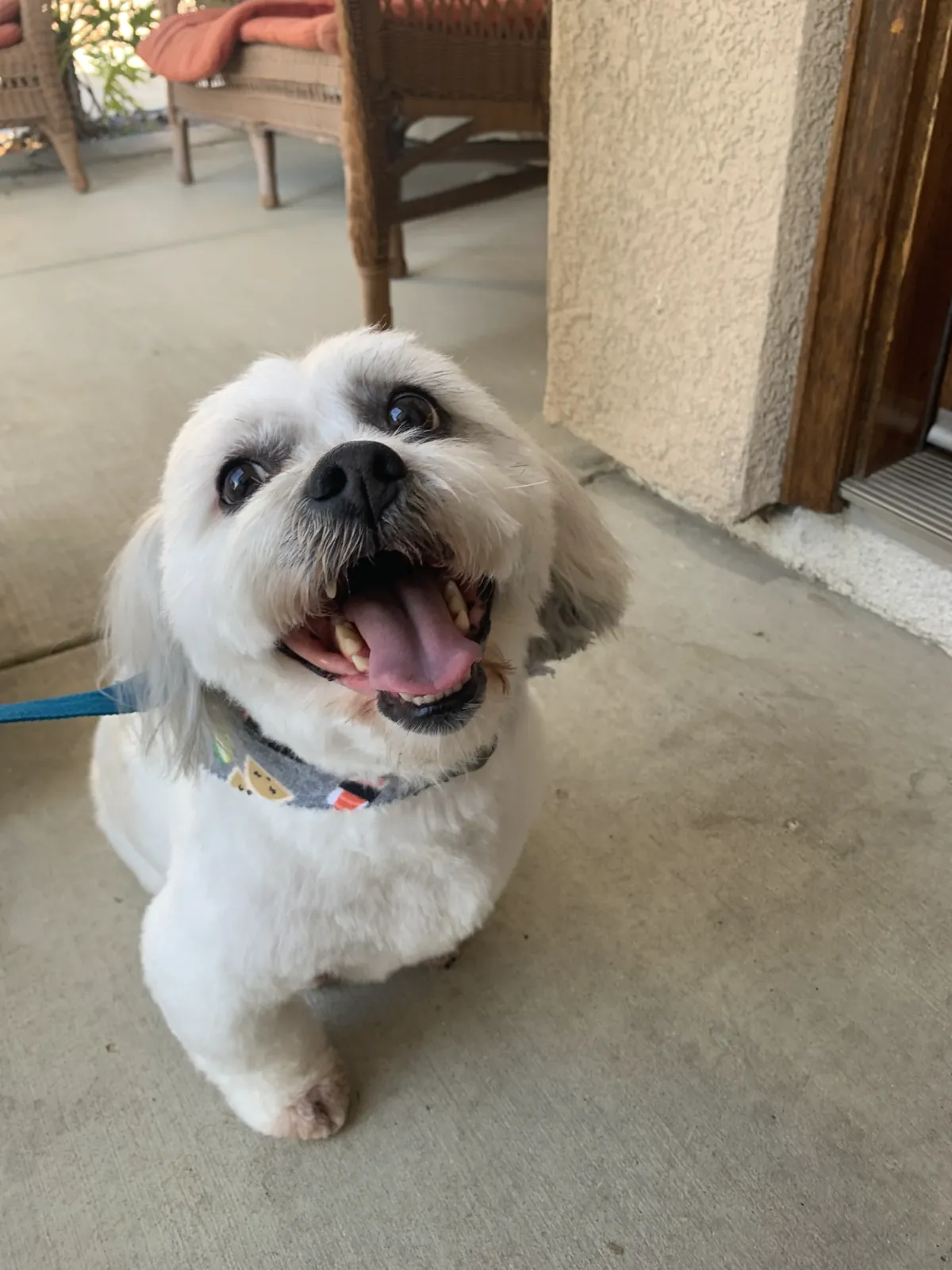 Smiling white dog wearing a grooming bandana