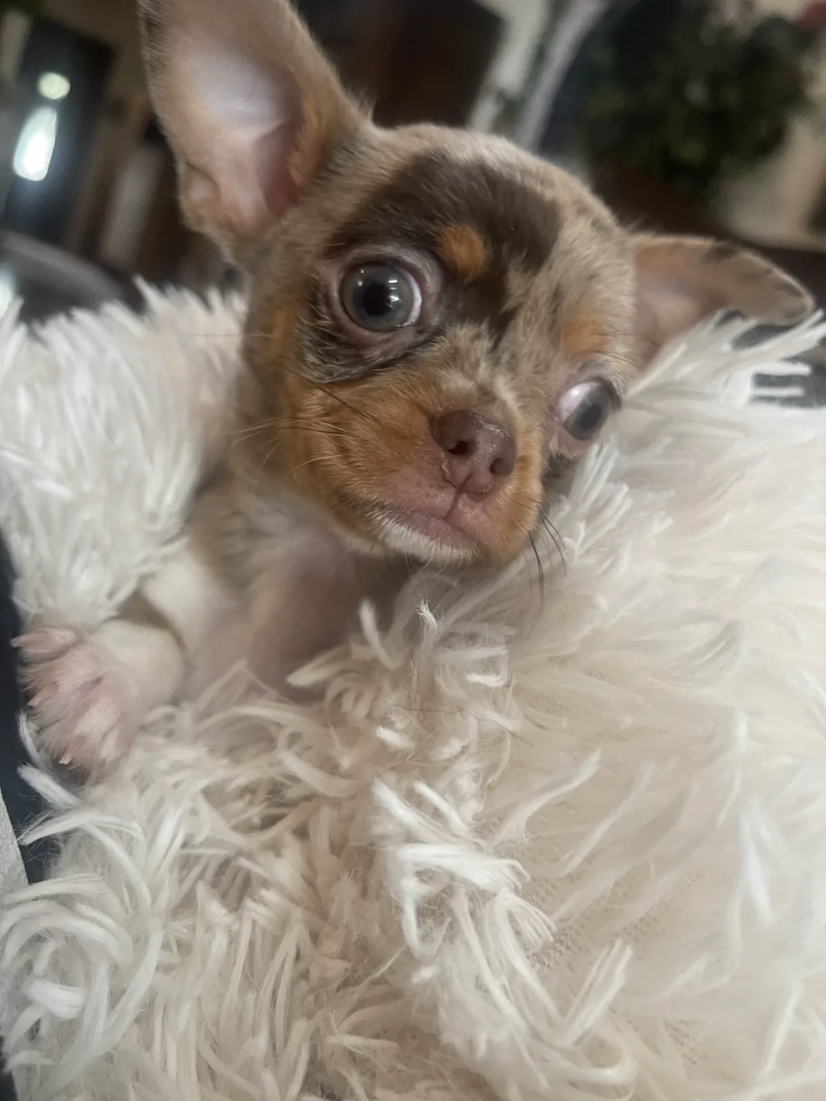 Tiny brown Chihuahua resting on a soft blanket