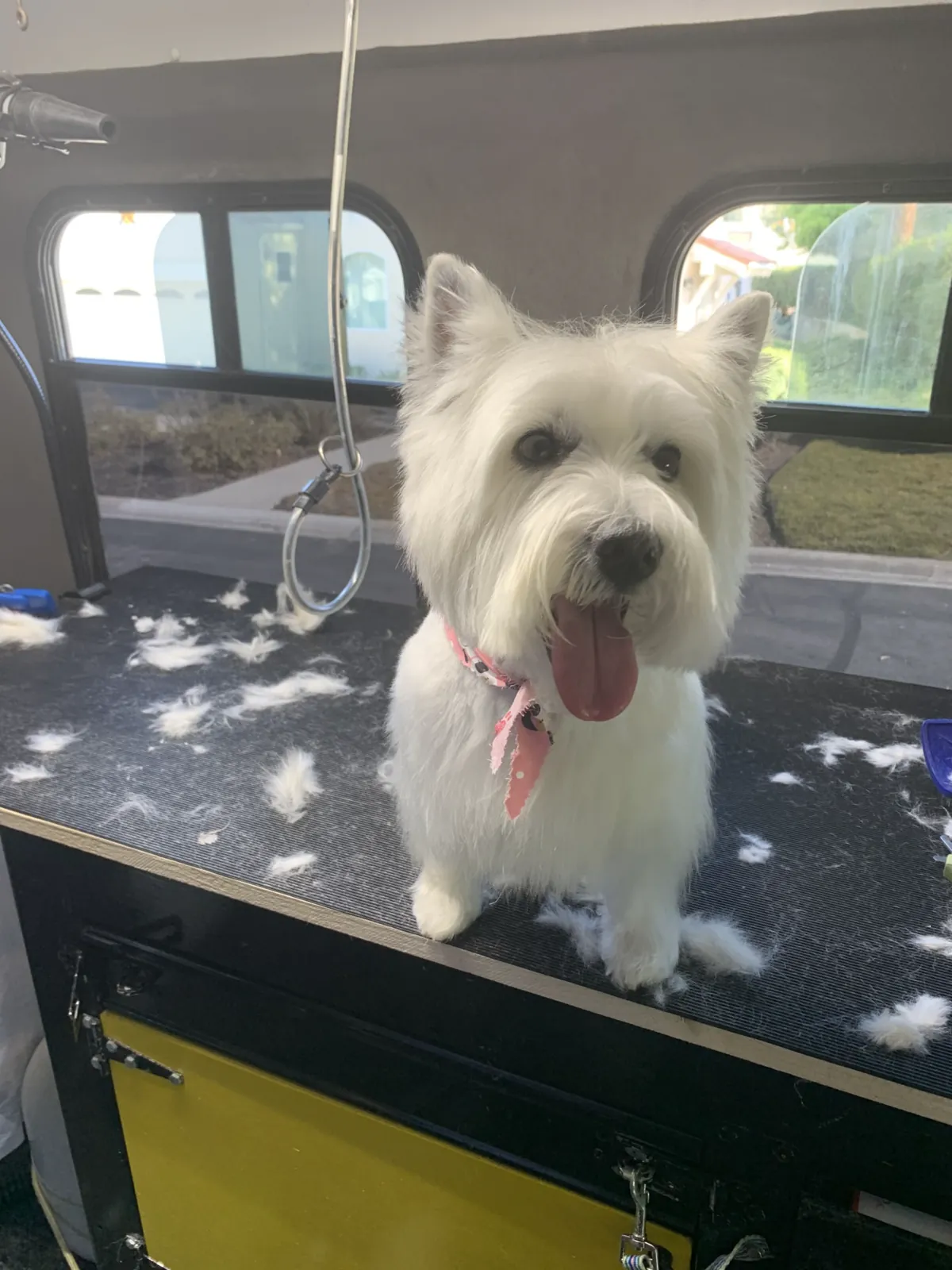 West Highland Terrier after a fresh groom