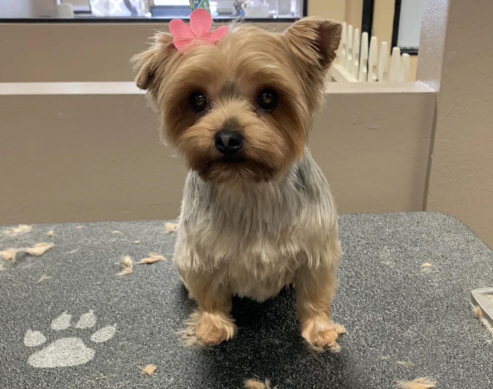 Freshly groomed Yorkshire Terrier wearing a pink bow