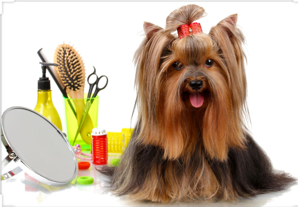 A beautifully groomed Yorkshire Terrier